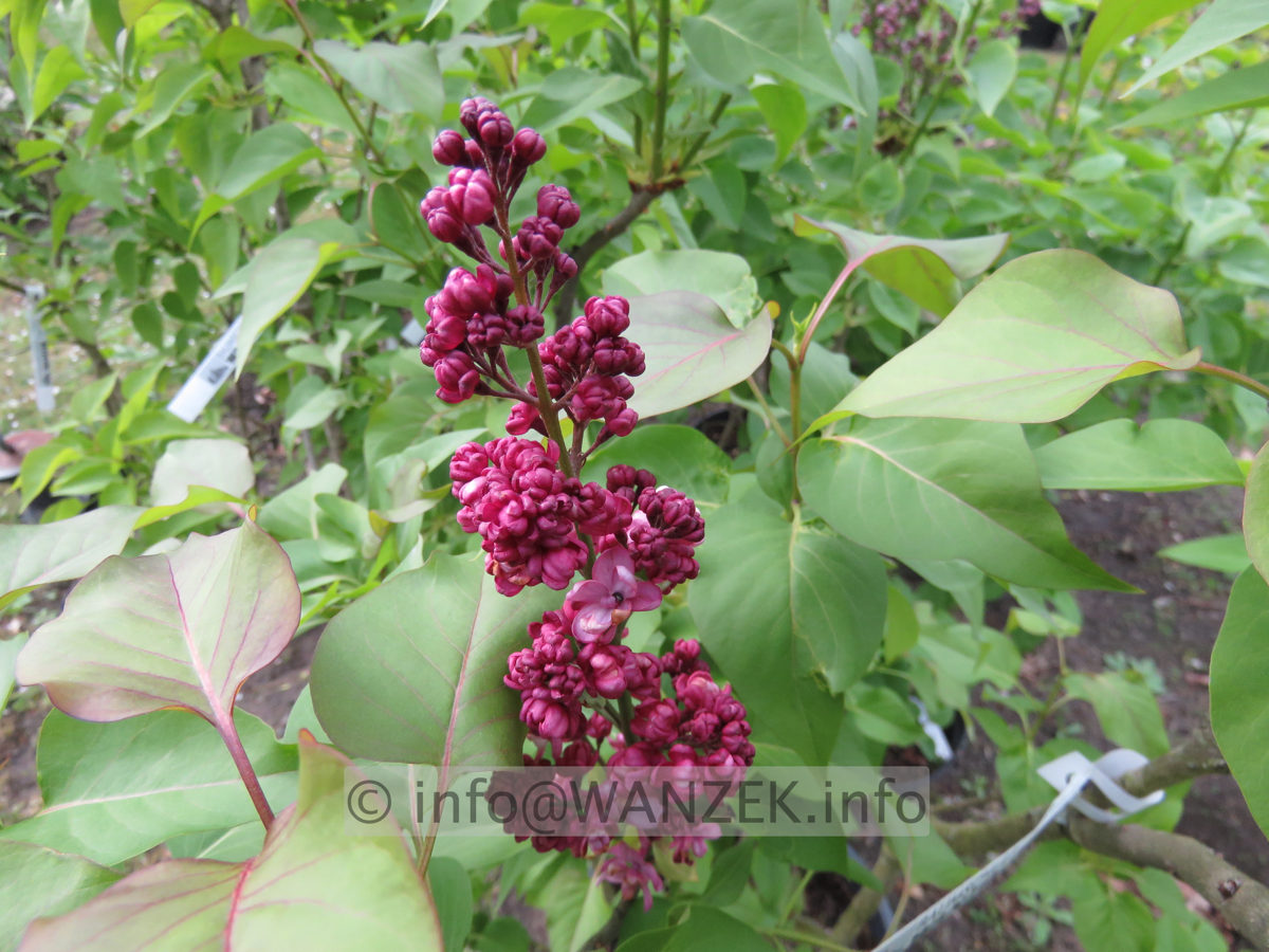 Syringa vulgaris Charles Joly 03.JPG